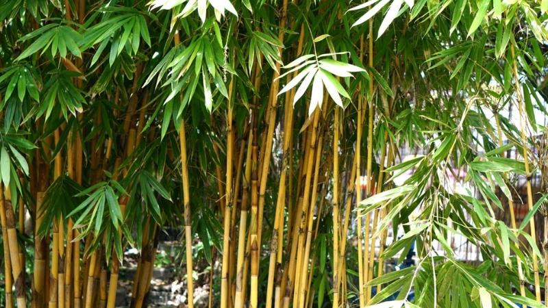 Cây Trang Trí Cỡ Lớn