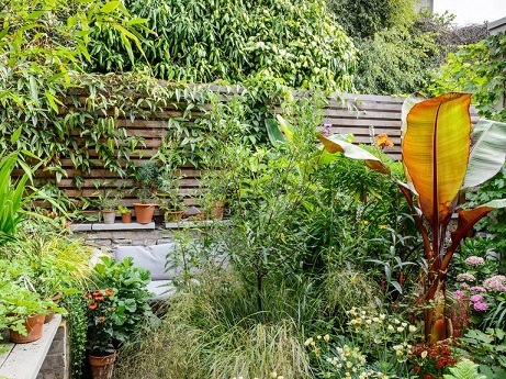 Những Cây Dây Leo Làm Hàng Rào Những Cây Dây Leo Làm Hàng Rào