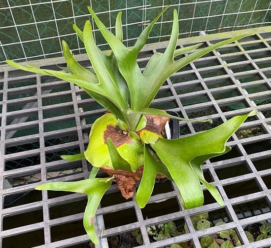 Ổ Rồng Platycerium alcicorne Ổ Rồng Platycerium alcicorne