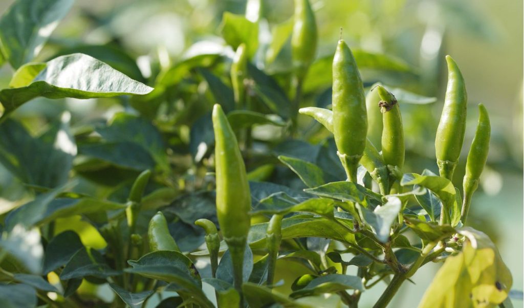 ớt xiêm xanh trồng chậu