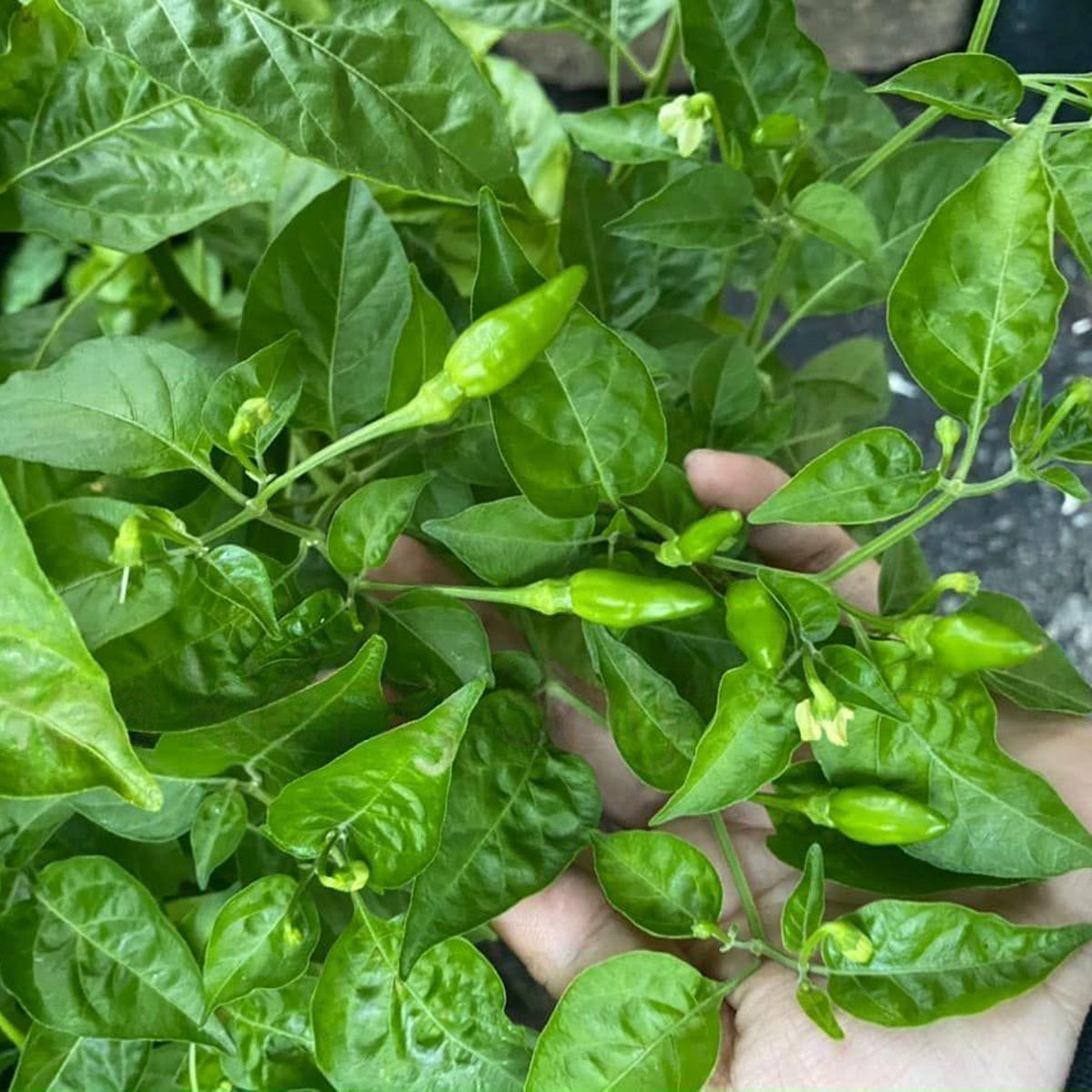 ớt xiêm xanh trồng chậu