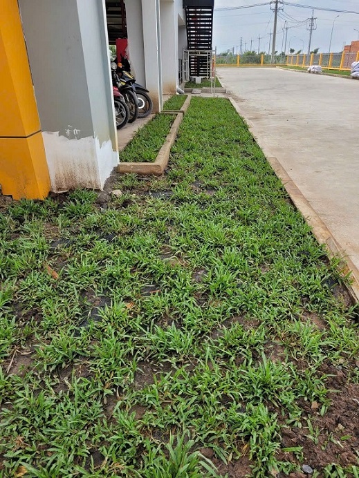 Cỏ lá tre cho gà ăn