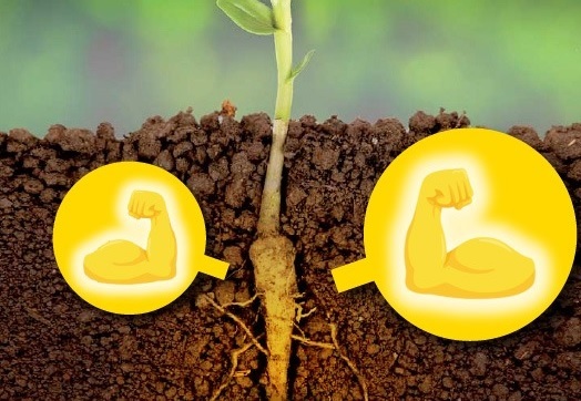 Phân Bón Kích Thích Rễ Giải Độc Cây Trồng Phân Bón Kích Thích Rễ Giải Độc Cây Trồng