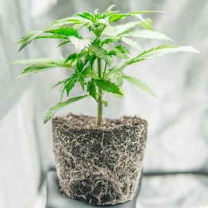 Phân Bón Kích Thích Rễ Giải Độc Cây Trồng Phân Bón Kích Thích Rễ Giải Độc Cây Trồng