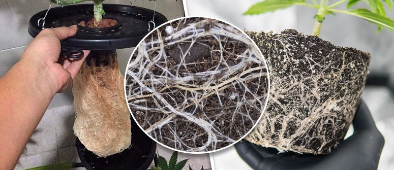 Phân Bón Kích Thích Rễ Giải Độc Cây Trồng Phân Bón Kích Thích Rễ Giải Độc Cây Trồng