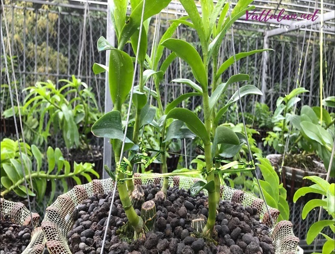 Phân Dê Cho Cây Trồng Phân Dê Cho Cây Trồng