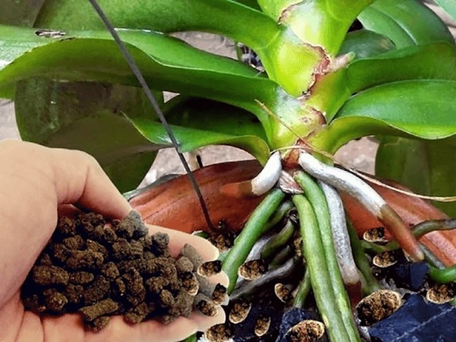 Phân Dê Cho Cây Trồng Phân Dê Cho Cây Trồng