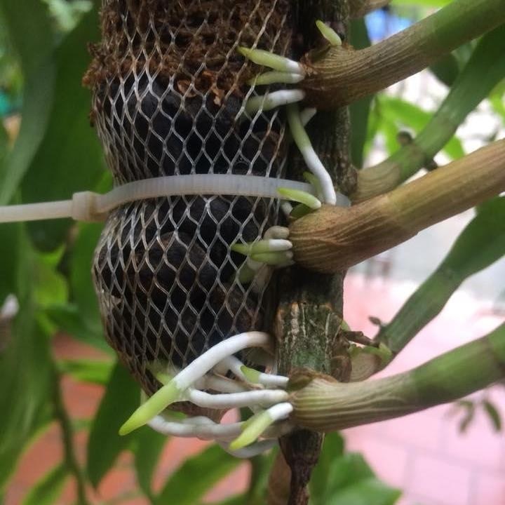 Phân Dê Cho Cây Trồng Phân Dê Cho Cây Trồng