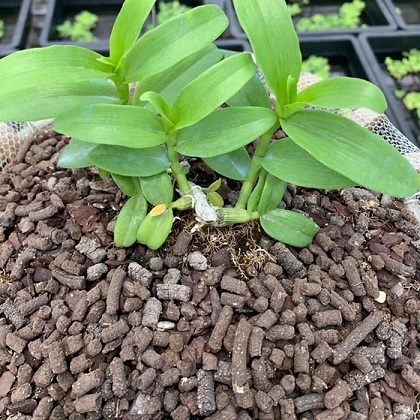 Phân Trùn Quế Viên Nén Gói 1kg Phân Trùn Quế Viên Nén Gói 1kg