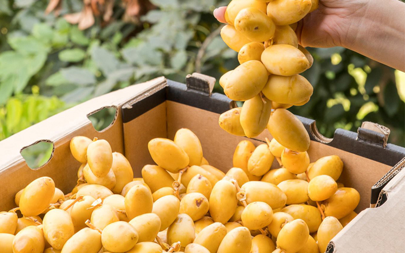 dinh dưỡng từ trái chà là Thái Lan dinh dưỡng từ trái chà là Thái Lan