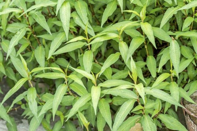 rau răm sử dụng nhiều có tốt không