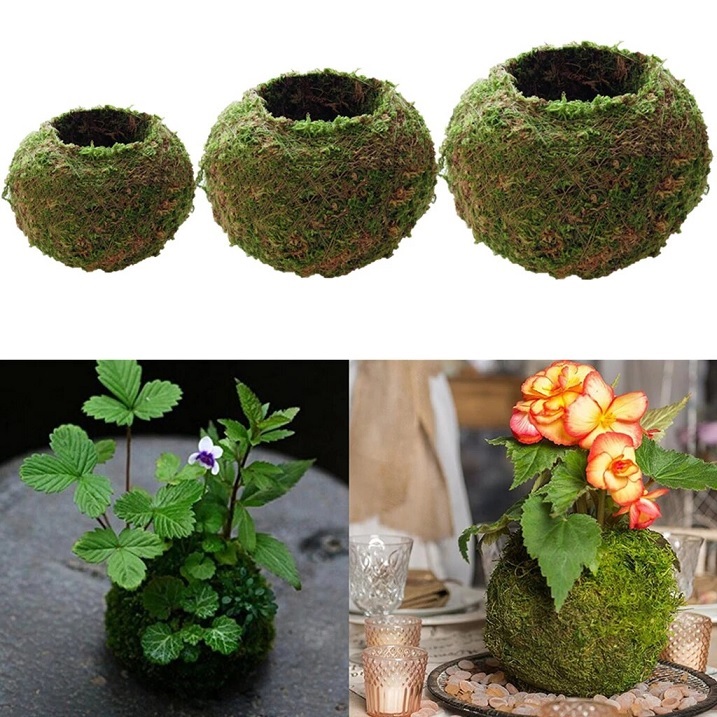 Rêu Rừng Tự Nhiên Phơi Khô Rêu Rừng Tự Nhiên Phơi Khô