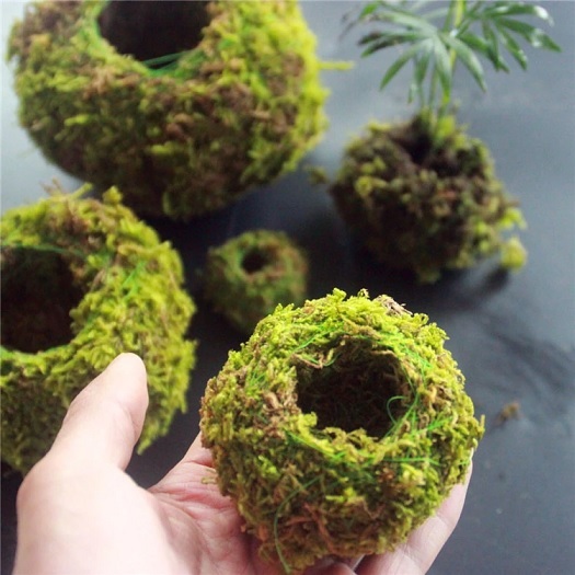 Rêu Rừng Tự Nhiên Phơi Khô Rêu Rừng Tự Nhiên Phơi Khô