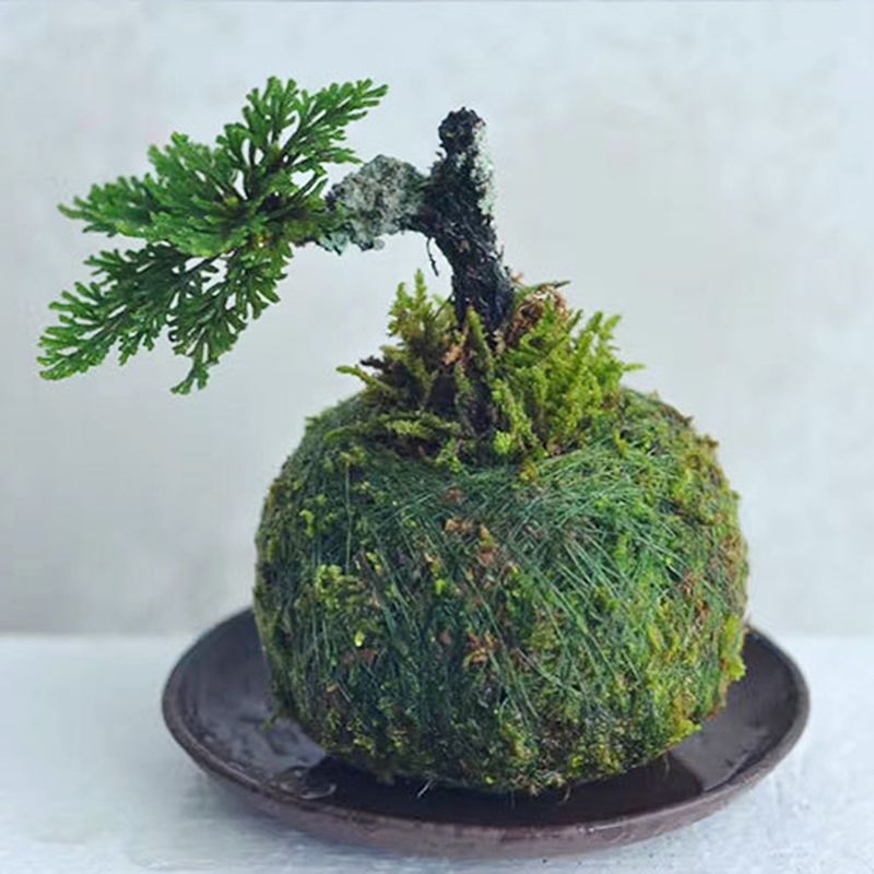 Rêu Rừng Tự Nhiên Phơi Khô Rêu Rừng Tự Nhiên Phơi Khô