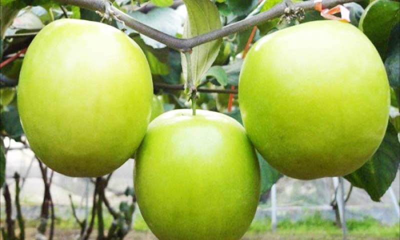 Táo Ninh Thuận Táo Ninh Thuận