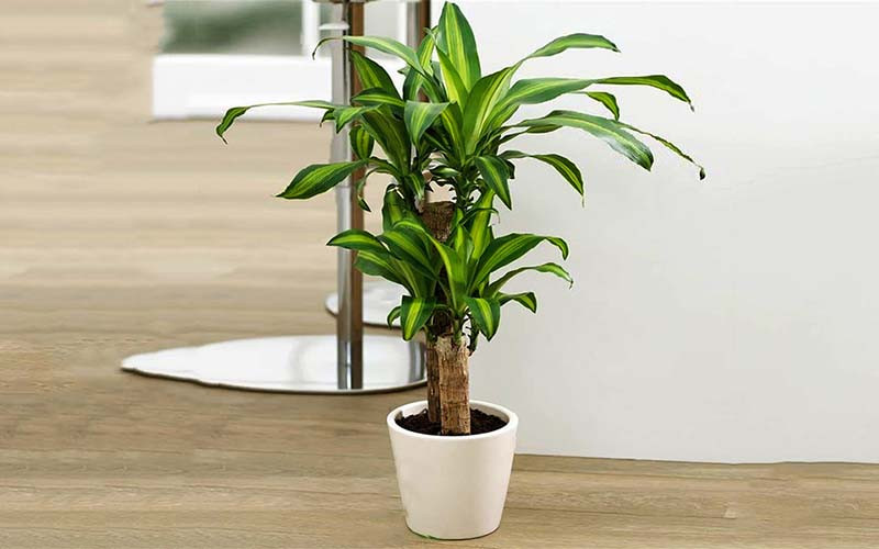 cây phong thủy cho các mệnh cây phong thủy cho các mệnh