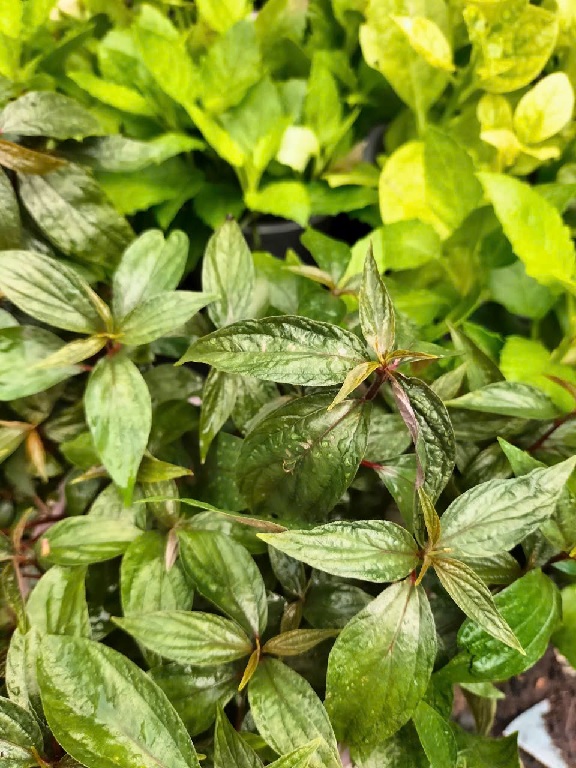 Cây thuốc dòi tím 