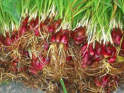cây thuốc nam cây thuốc nam