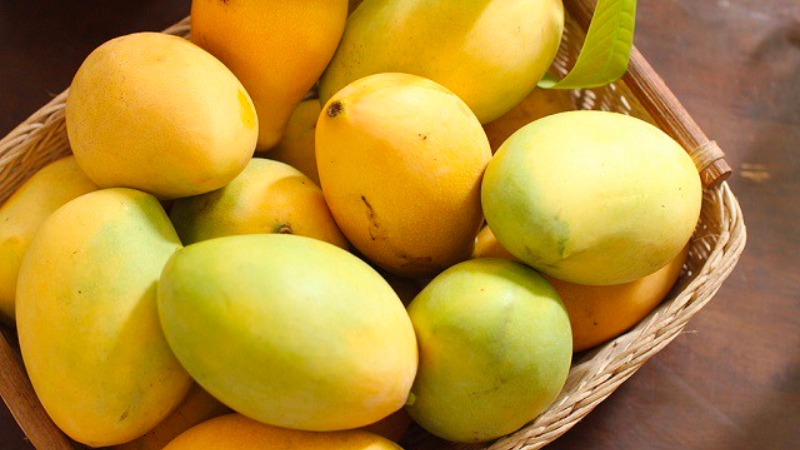 Xoài cát Hòa Lộc Xoài cát Hòa Lộc
