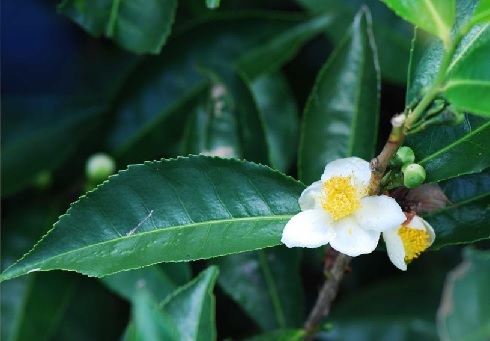 Trà Xanh – Cây Thuốc Vườn Nhà, Giải Độc, Đẹp Da, Khỏe Mỗi Ngày Trà Xanh – Cây Thuốc Vườn Nhà, Giải Độc, Đẹp Da, Khỏe Mỗi Ngày