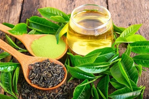 Trà Xanh – Cây Thuốc Vườn Nhà, Giải Độc, Đẹp Da, Khỏe Mỗi Ngày Trà Xanh – Cây Thuốc Vườn Nhà, Giải Độc, Đẹp Da, Khỏe Mỗi Ngày
