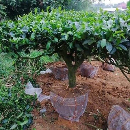 Trà Xanh – Cây Thuốc Vườn Nhà, Giải Độc, Đẹp Da, Khỏe Mỗi Ngày Trà Xanh – Cây Thuốc Vườn Nhà, Giải Độc, Đẹp Da, Khỏe Mỗi Ngày