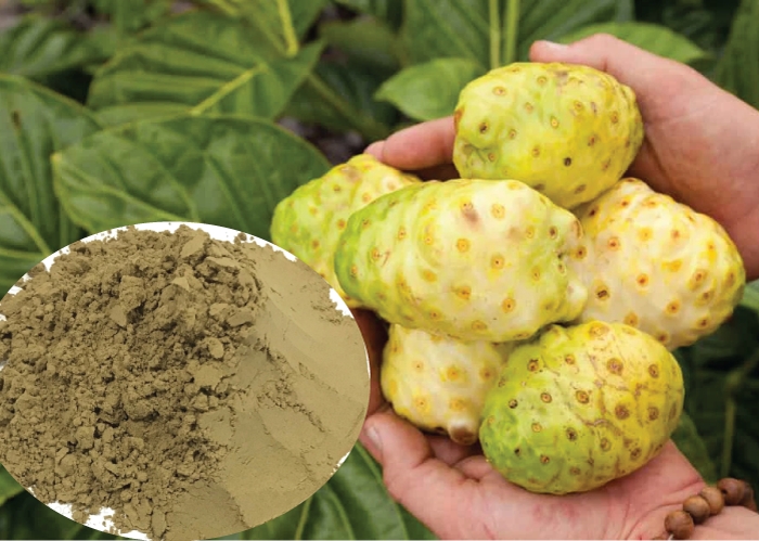 trái nhàu có tốt không trái nhàu có tốt không
