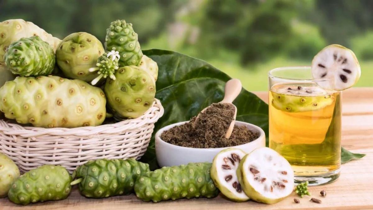 trái nhàu có tốt không trái nhàu có tốt không