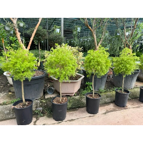 ý nghĩa của cây tràm trà hoàng kim