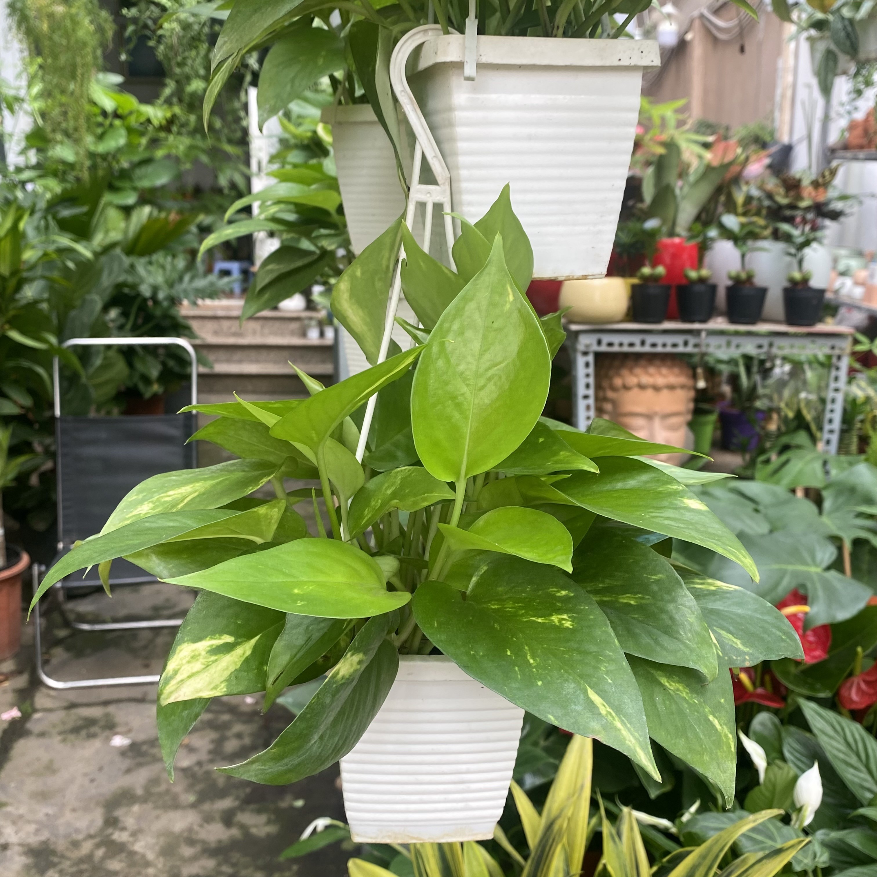 Cây trầu bà chậu treo nhỏ