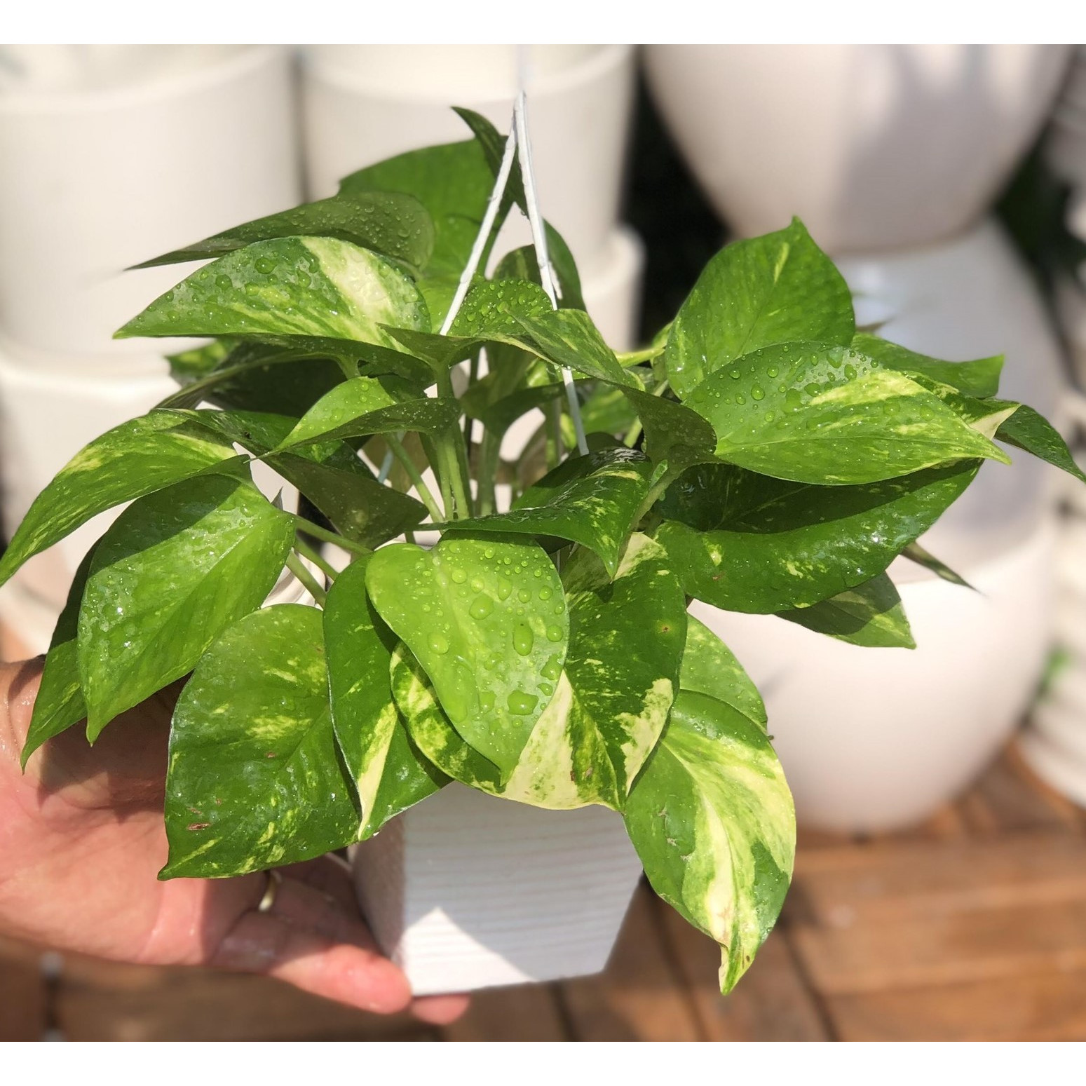 Cây trầu bà chậu treo nhỏ