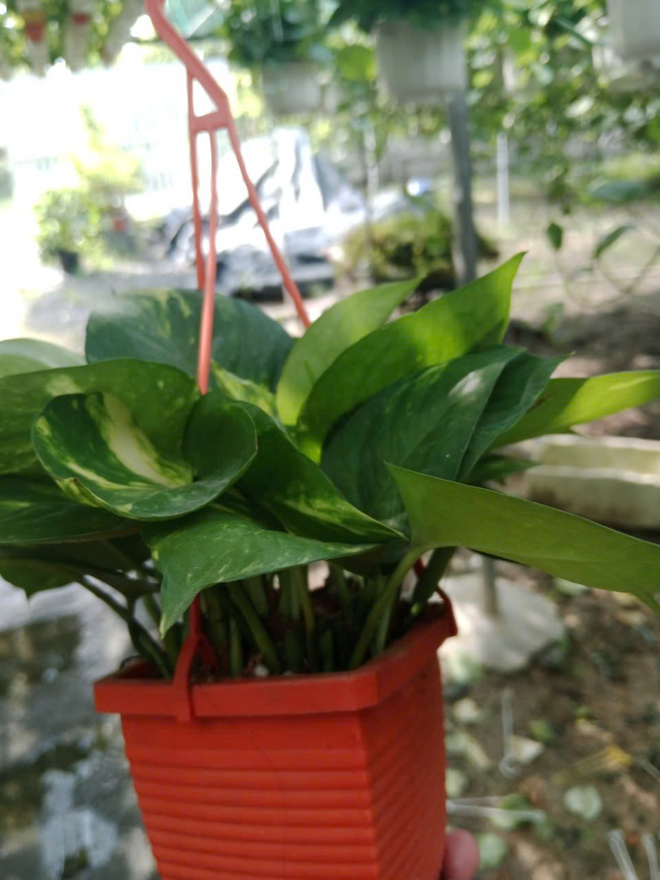 Cây trầu bà chậu treo nhỏ