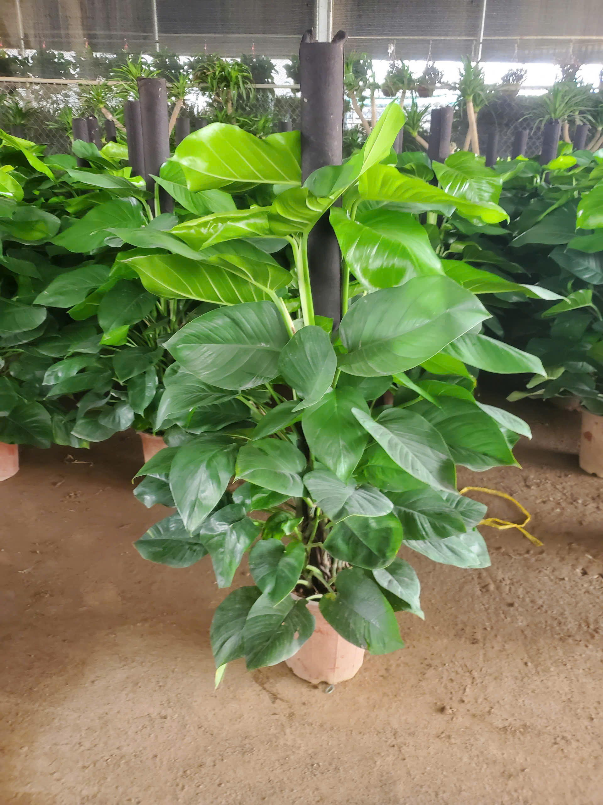 Cây trầu bà giá sỉ