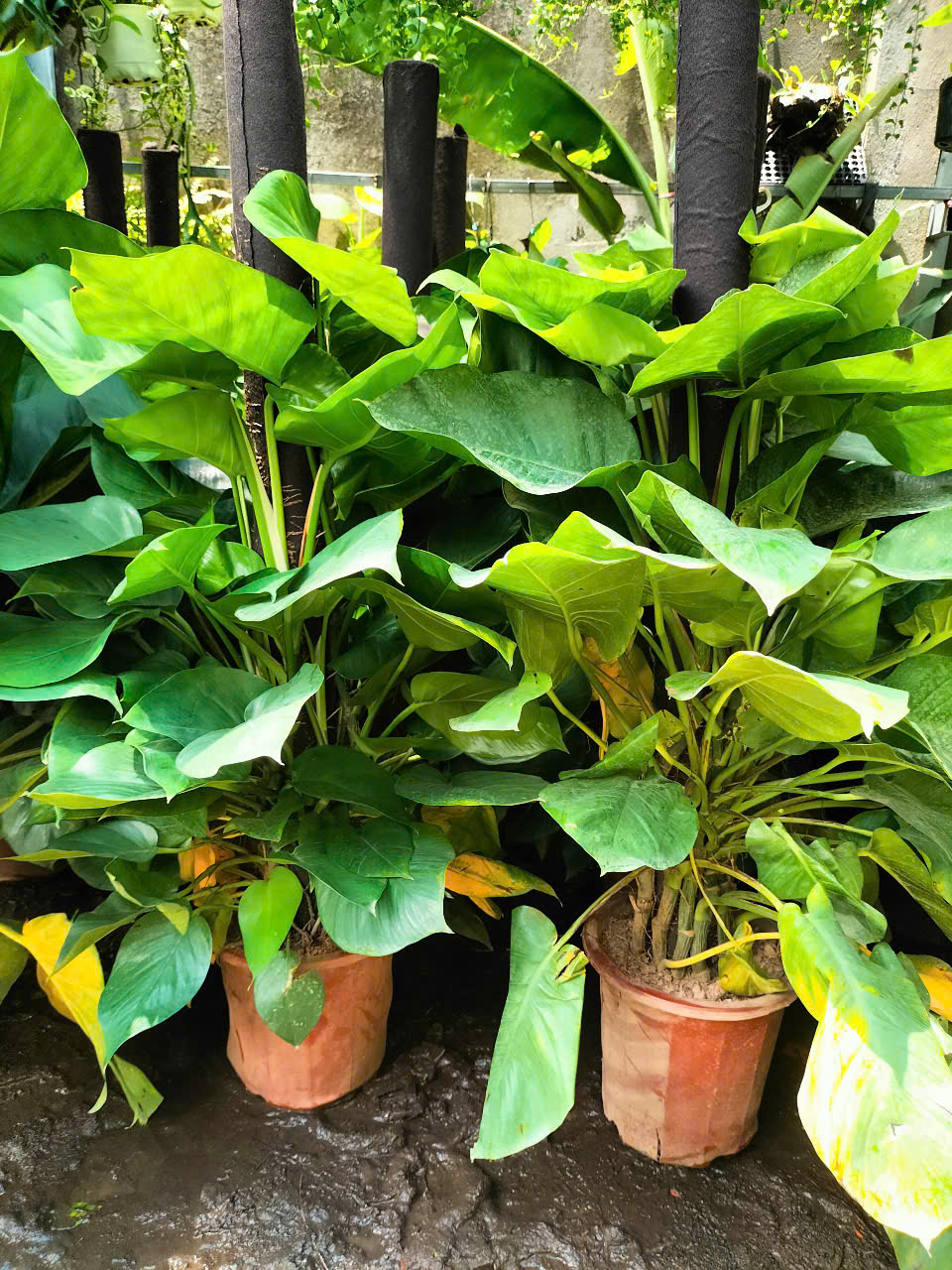 Cây trầu bà giá sỉ