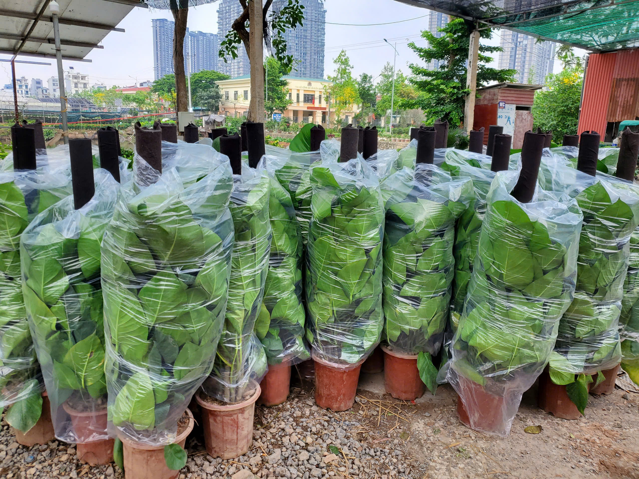 Cây trầu bà giá sỉ
