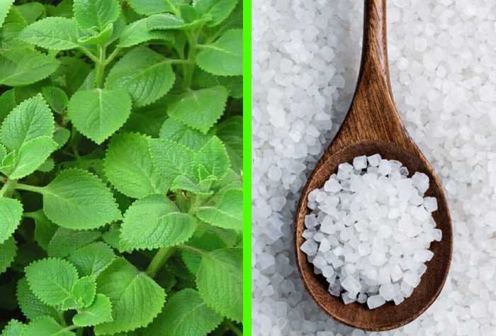 cây rau tần có công dụng gì cây rau tần có công dụng gì
