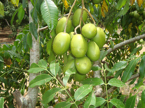 trồng cây cóc Thái tại nhà hiệu quả