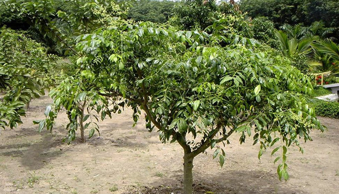 trồng cây cóc Thái tại nhà hiệu quả