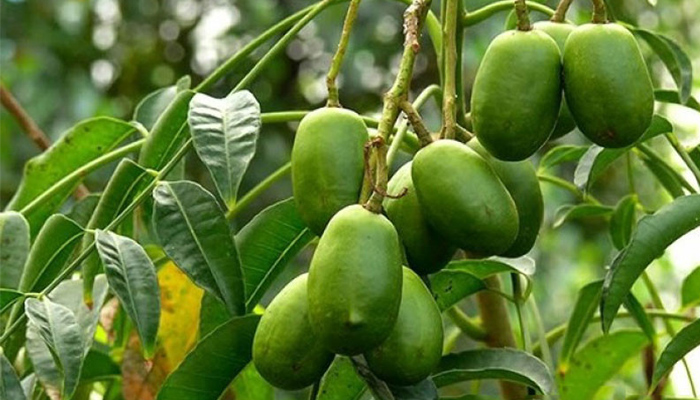 trồng cây cóc Thái tại nhà hiệu quả