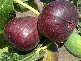 Trồng cây sung mỹ hiệu quả tại nhà