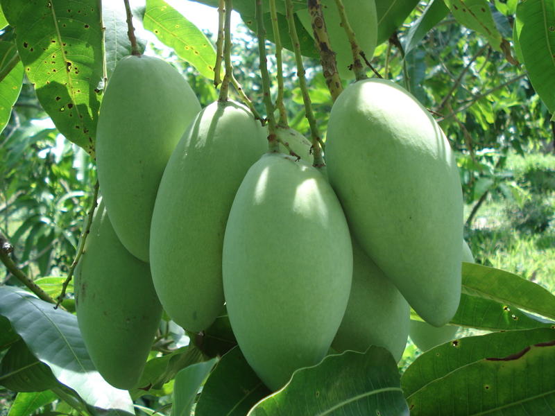 trồng cây xoài mùa nắng được không