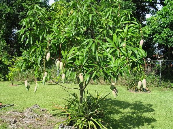 trồng cây xoài mùa nắng được không