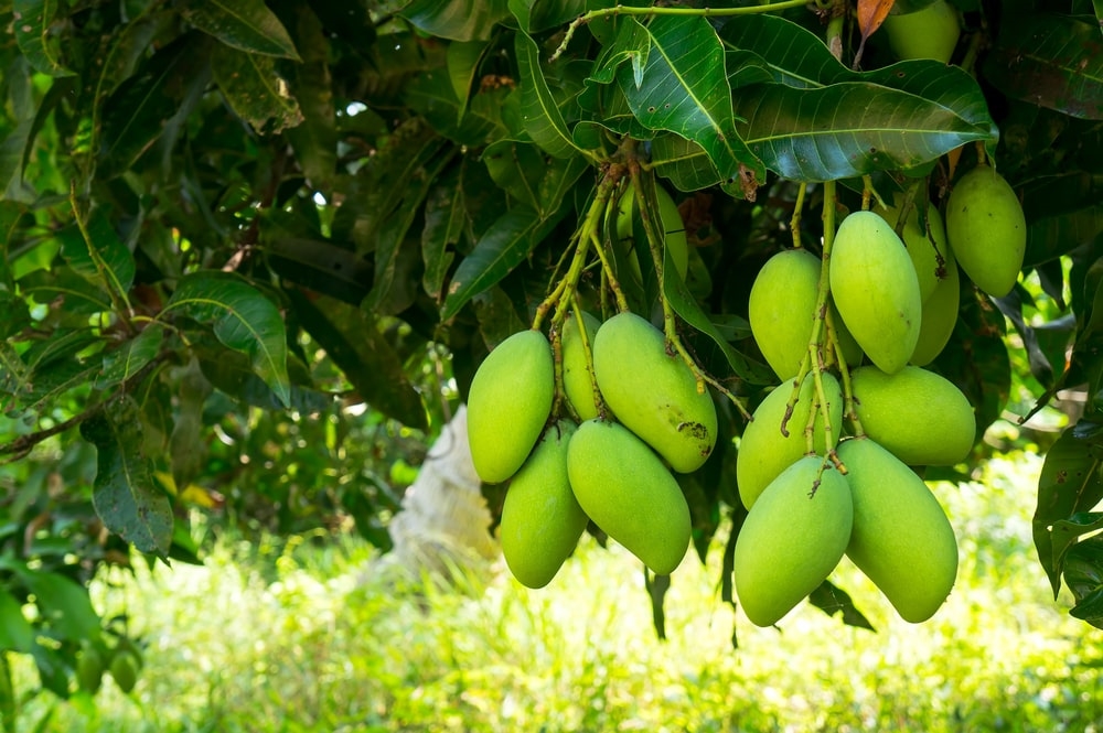 trồng cây xoài mùa nắng được không