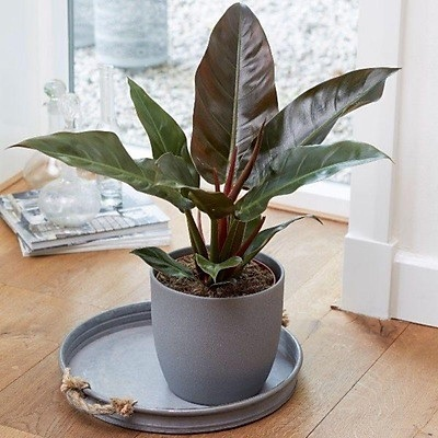 Trồng Trầu Bà Đế Vương Đỏ – Đỏ lộc đỏ tài cho người mệnh Hỏa Trồng Trầu Bà Đế Vương Đỏ – Đỏ lộc đỏ tài cho người mệnh Hỏa