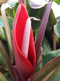 Trồng Trầu Bà Đế Vương Đỏ – Đỏ lộc đỏ tài cho người mệnh Hỏa Trồng Trầu Bà Đế Vương Đỏ – Đỏ lộc đỏ tài cho người mệnh Hỏa