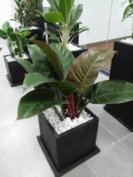 Trồng Trầu Bà Đế Vương Đỏ – Đỏ lộc đỏ tài cho người mệnh Hỏa Trồng Trầu Bà Đế Vương Đỏ – Đỏ lộc đỏ tài cho người mệnh Hỏa