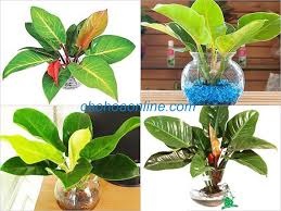 Trồng Trầu Bà Đế Vương Đỏ – Đỏ lộc đỏ tài cho người mệnh Hỏa Trồng Trầu Bà Đế Vương Đỏ – Đỏ lộc đỏ tài cho người mệnh Hỏa