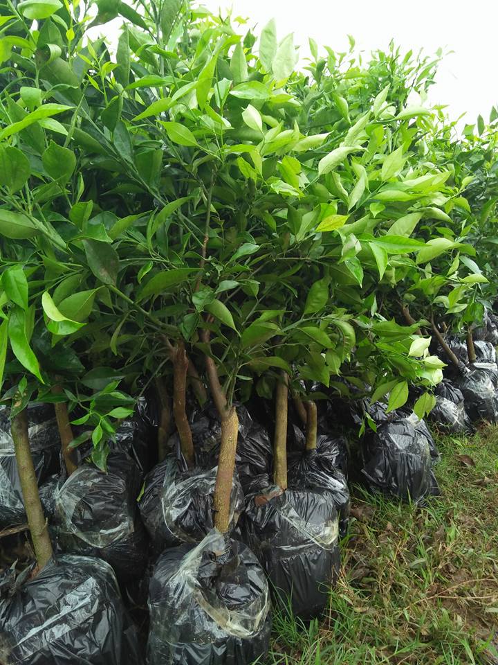 Tự trồng cây cam tại nhà được không