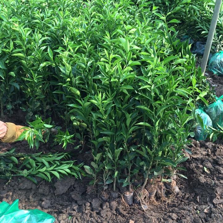 Tự trồng cây cam tại nhà được không