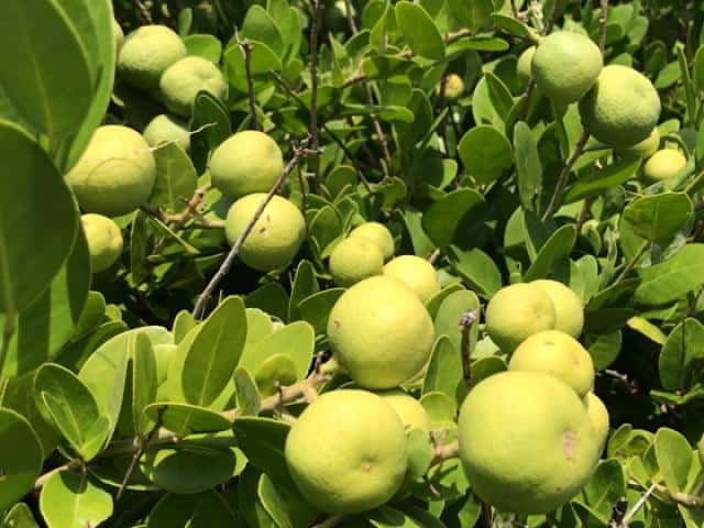 Tự trồng cây cam tại nhà được không